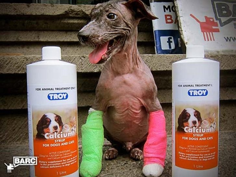 Rescate y transformación increíble de Frankie el perro encontrado en una zanja