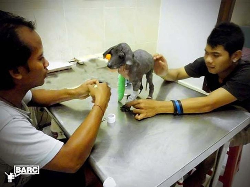 Rescate y transformación increíble de Frankie el perro encontrado en una zanja