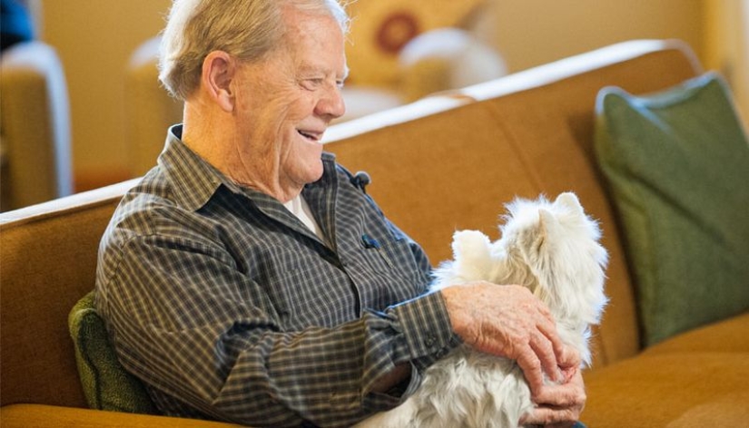 Robocot: the perfect pet that doesn't need to be fed Robocot: the perfect pet that doesn't need to be fed