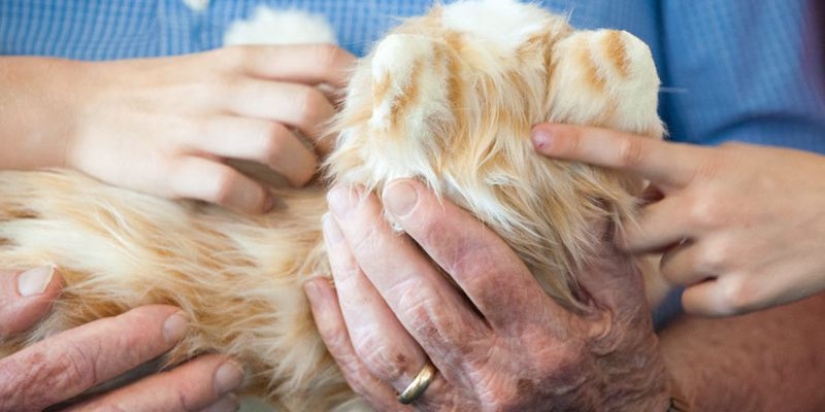 Robocot: the perfect pet that doesn't need to be fed Robocot: the perfect pet that doesn't need to be fed