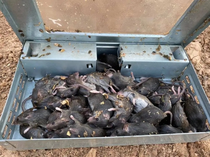 Rodent invaders: a massive invasion of mice in Australia causes horror Rodent invaders: a massive invasion of mice in Australia causes horror