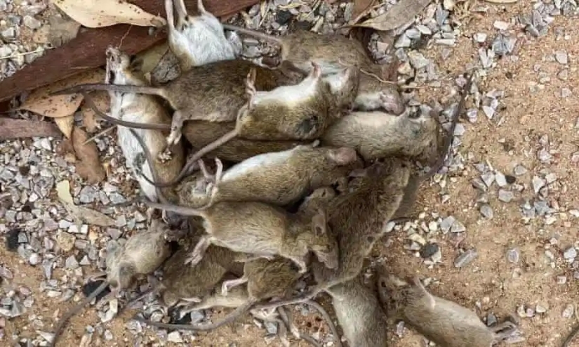 Rodent invaders: a massive invasion of mice in Australia causes horror Rodent invaders: a massive invasion of mice in Australia causes horror