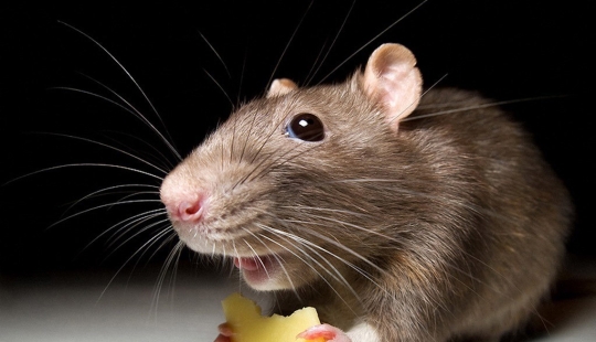 Rodent invaders: a massive invasion of mice in Australia causes horror