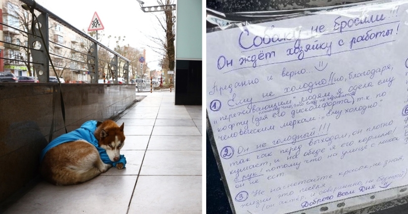 Russian Hachiko: a touching story about a husky in a blue sweater from Kaliningrad