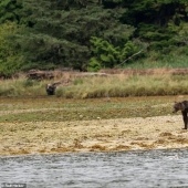 Sad sight: skinny grizzly bears in Canada roam in search of food