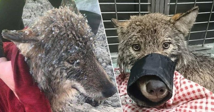 Salió un error: los estonios rescataron a un perro de un río helado y resultó ser un lobo Salió un error: los estonios rescataron a un perro de un río helado y resultó ser un lobo