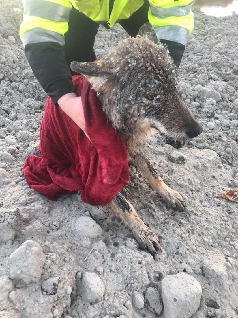 Salió un error: los estonios rescataron a un perro de un río helado y resultó ser un lobo Salió un error: los estonios rescataron a un perro de un río helado y resultó ser un lobo