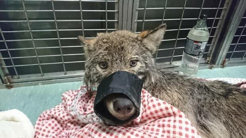 Salió un error: los estonios rescataron a un perro de un río helado y resultó ser un lobo Salió un error: los estonios rescataron a un perro de un río helado y resultó ser un lobo