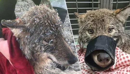 Salió un error: los estonios rescataron a un perro de un río helado y resultó ser un lobo