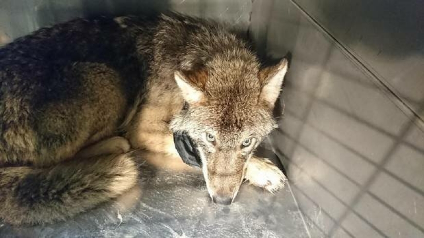 Salió un error: los estonios rescataron a un perro de un río helado y resultó ser un lobo Salió un error: los estonios rescataron a un perro de un río helado y resultó ser un lobo