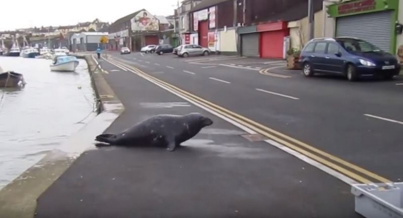 Sammy the seal got into the habit of going to a fish restaurant