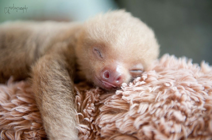 Scientists from Costa Rica take care of little sloths, replacing their own mothers