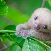 Scientists from Costa Rica take care of little sloths, replacing their own mothers