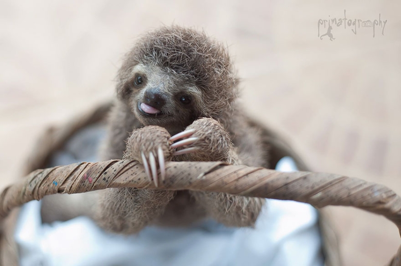 Scientists from Costa Rica take care of little sloths, replacing their own mothers