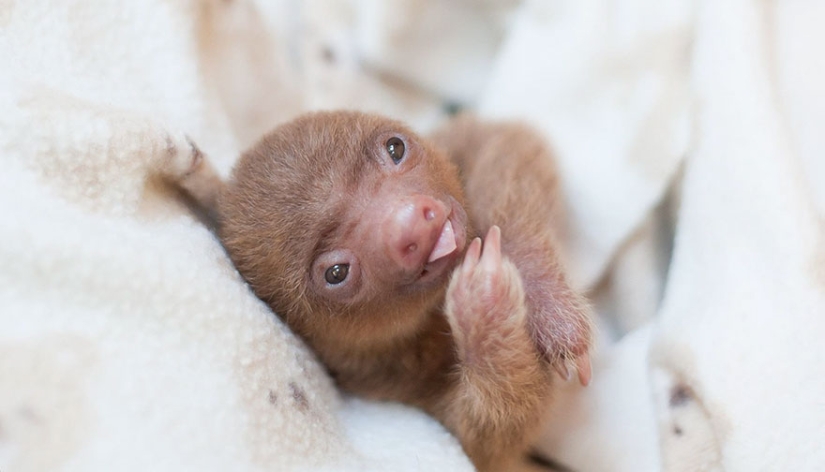 Scientists from Costa Rica take care of little sloths, replacing their own mothers