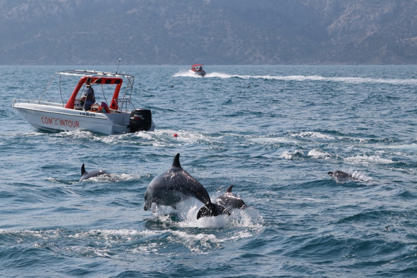 Scientists have determined that dolphins can recognize each other by taste