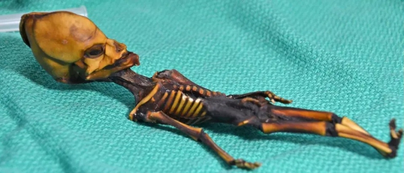 Scientists have revealed the secret of the origin of the 15-centimeter skeleton of the "alien" Scientists have revealed the secret of the origin of the 15-centimeter skeleton of the "alien"