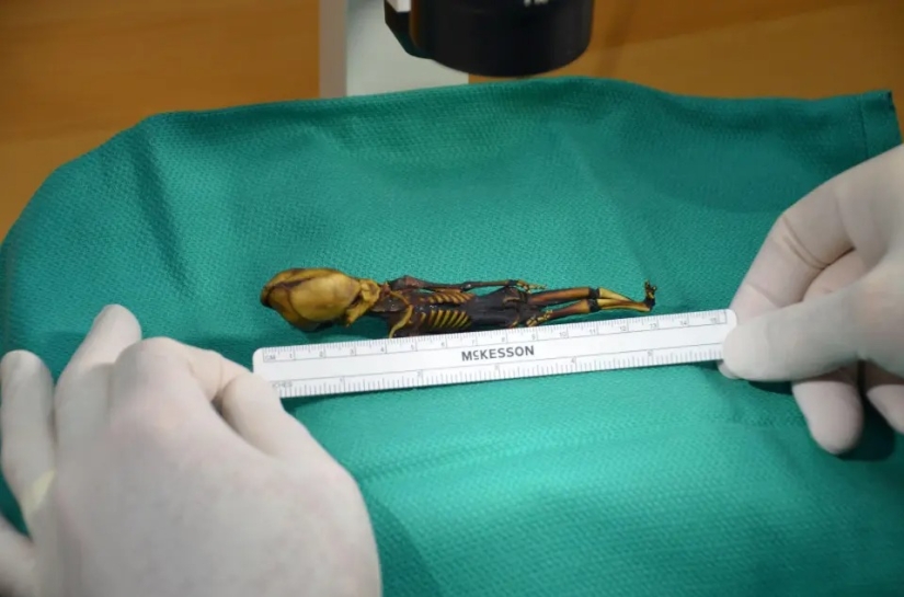 Scientists have revealed the secret of the origin of the 15-centimeter skeleton of the "alien" Scientists have revealed the secret of the origin of the 15-centimeter skeleton of the "alien"