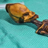 Scientists have revealed the secret of the origin of the 15-centimeter skeleton of the "alien"