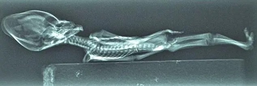 Scientists have revealed the secret of the origin of the 15-centimeter skeleton of the "alien" Scientists have revealed the secret of the origin of the 15-centimeter skeleton of the "alien"