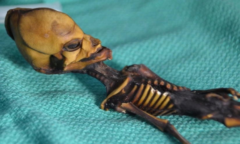 Scientists have revealed the secret of the origin of the 15-centimeter skeleton of the "alien" Scientists have revealed the secret of the origin of the 15-centimeter skeleton of the "alien"