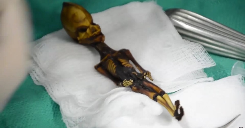 Scientists have revealed the secret of the origin of the 15-centimeter skeleton of the "alien" Scientists have revealed the secret of the origin of the 15-centimeter skeleton of the "alien"
