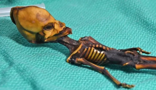 Scientists have revealed the secret of the origin of the 15-centimeter skeleton of the "alien" Scientists have revealed the secret of the origin of the 15-centimeter skeleton of the "alien"