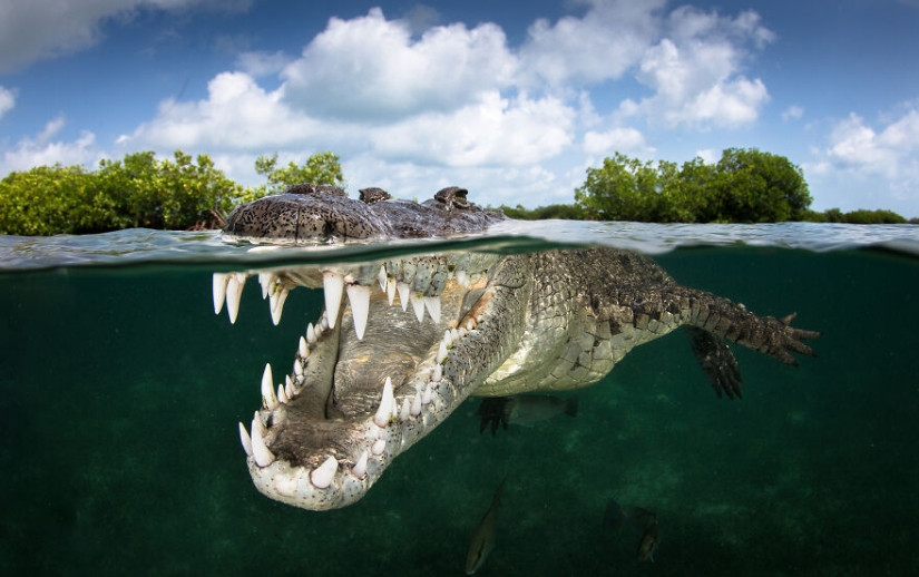 Se acaban de anunciar los finalistas de los Ocean Photography Awards