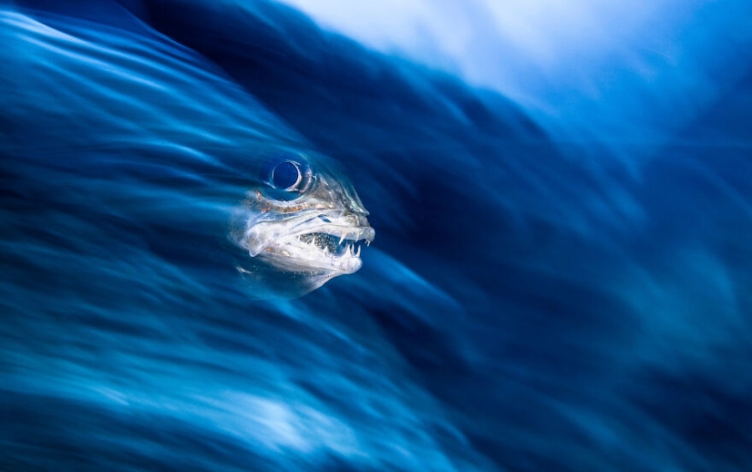 Se acaban de anunciar los finalistas de los Ocean Photography Awards