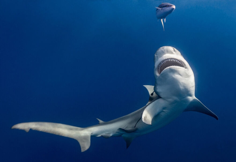 Se acaban de anunciar los finalistas de los Ocean Photography Awards