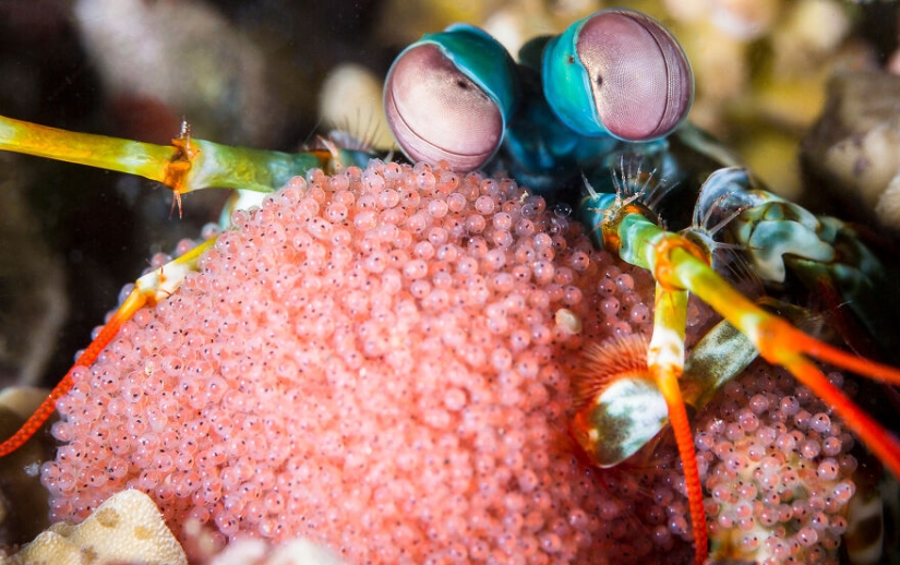 Se acaban de anunciar los finalistas de los Ocean Photography Awards