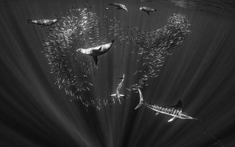 Se acaban de anunciar los finalistas de los Ocean Photography Awards