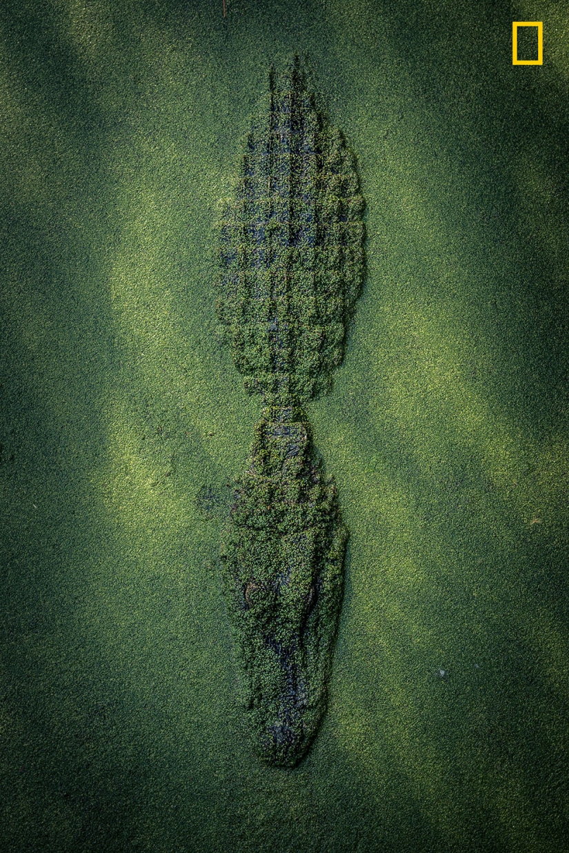 Se publican los primeros trabajos del concurso fotográfico Fotógrafo de Naturaleza del Año de National Geographic Se publican los primeros trabajos del concurso fotográfico Fotógrafo de Naturaleza del Año de National Geographic