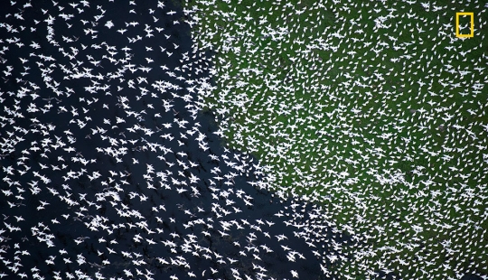 Se publican los primeros trabajos del concurso fotográfico Fotógrafo de Naturaleza del Año de National Geographic