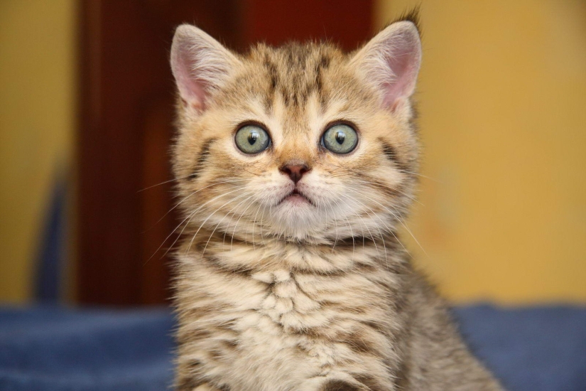 Seals above all: a Russian woman was imprisoned for 9 years for the murder of a friend who refused to feed a kitten Seals above all: a Russian woman was imprisoned for 9 years for the murder of a friend who refused to feed a kitten