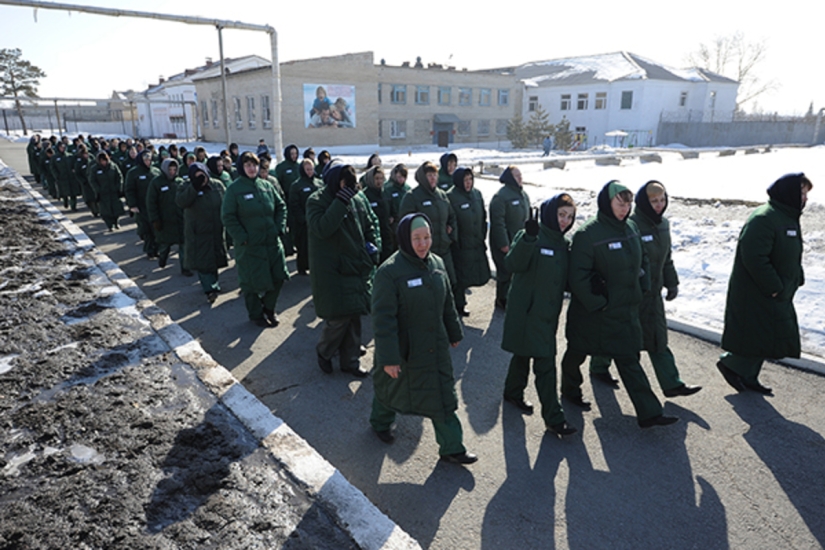 Seals above all: a Russian woman was imprisoned for 9 years for the murder of a friend who refused to feed a kitten Seals above all: a Russian woman was imprisoned for 9 years for the murder of a friend who refused to feed a kitten