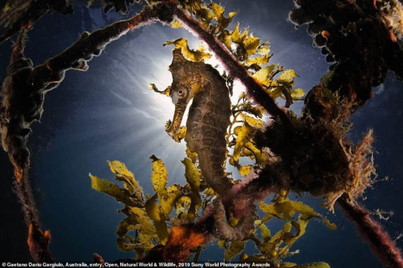 Selfies of nuns, fascinating iceberg and debauchery in Jerusalem: who will be the winner of the Sony World Photography Awards 2019 Selfies of nuns, fascinating iceberg and debauchery in Jerusalem: who will be the winner of the Sony World Photography Awards 2019