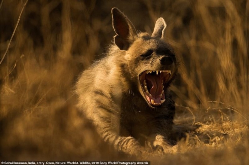 Selfies of nuns, fascinating iceberg and debauchery in Jerusalem: who will be the winner of the Sony World Photography Awards 2019 Selfies of nuns, fascinating iceberg and debauchery in Jerusalem: who will be the winner of the Sony World Photography Awards 2019