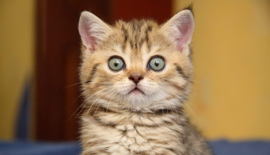 Sellos por encima de todo: una mujer rusa fue encarcelada durante 9 años por el asesinato de un amigo que se negó a alimentar a un gatito