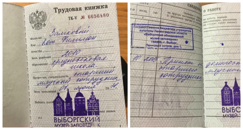 Senior meow employee of Vyborg Castle: the cat received a work record Senior meow employee of Vyborg Castle: the cat received a work record