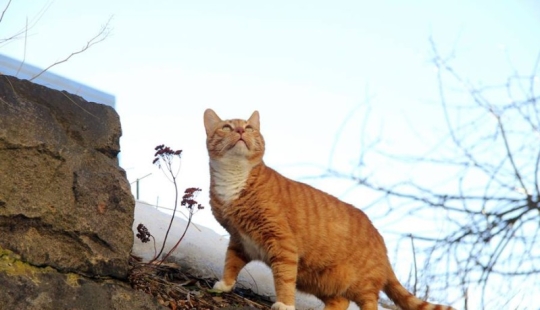 Senior meow employee of Vyborg Castle: the cat received a work record