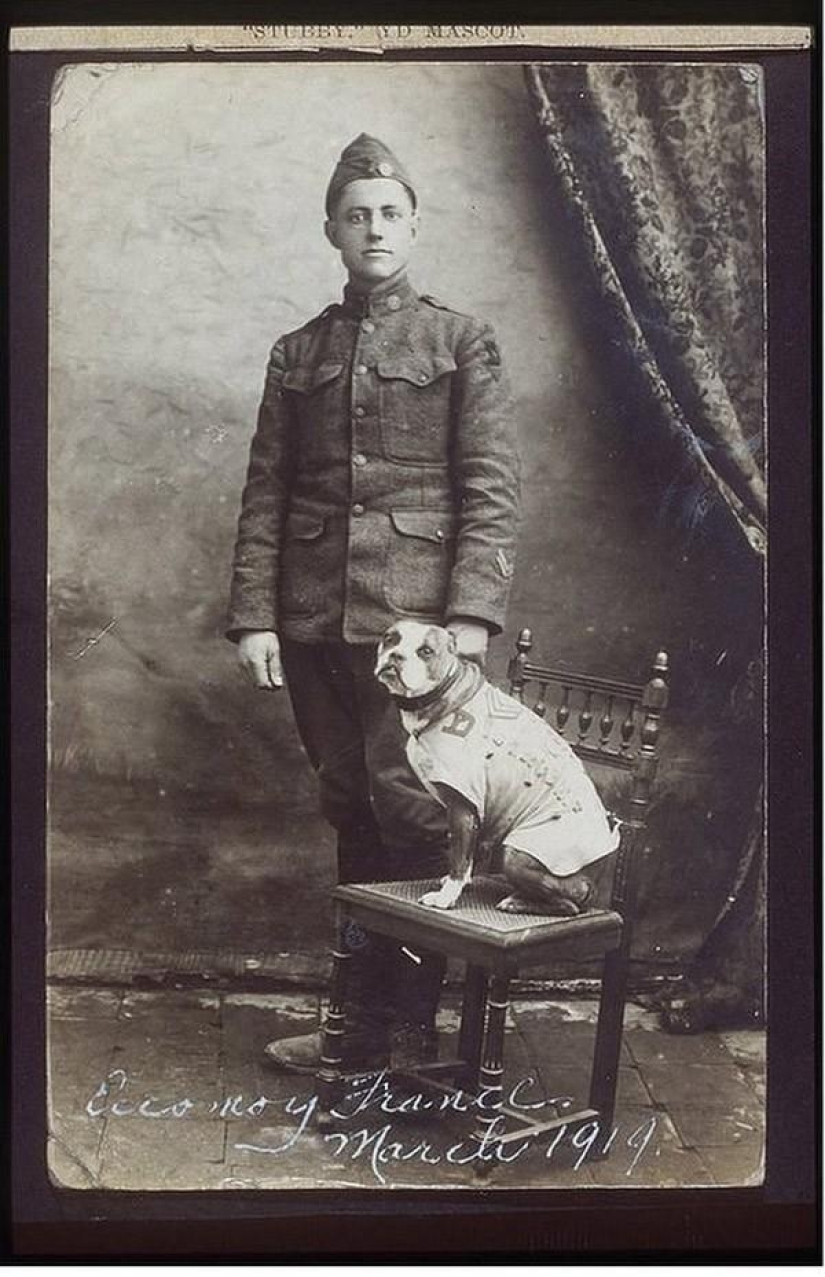 Sergeant Stubby — heroic dog of the First World War