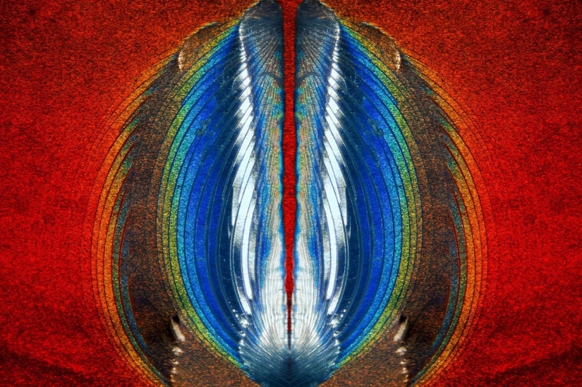 Sex of weevils, the head of a worm, the beauty of mold: Nikon Small World photo contest announced the winners