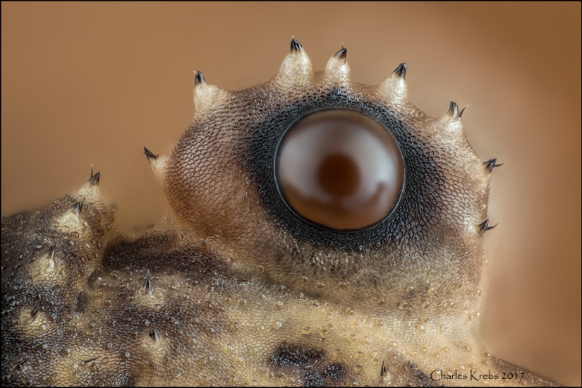 Sex of weevils, the head of a worm, the beauty of mold: Nikon Small World photo contest announced the winners