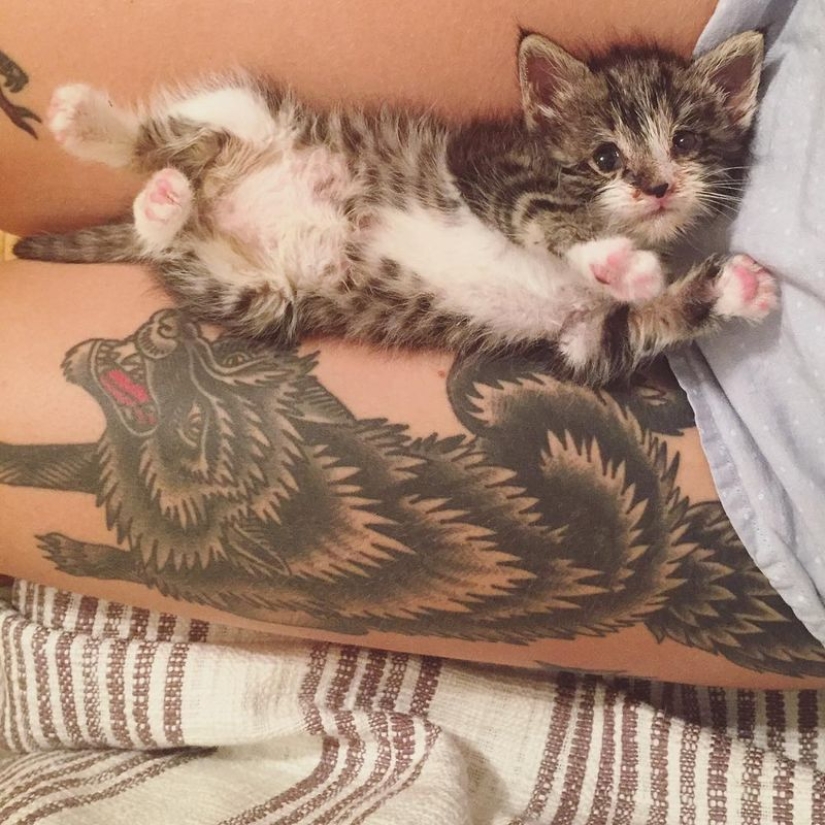 She saves kittens. The cutest job in the world She saves kittens. The cutest job in the world