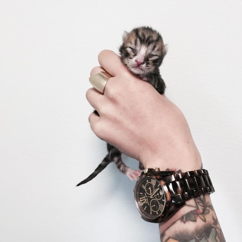 She saves kittens. The cutest job in the world She saves kittens. The cutest job in the world