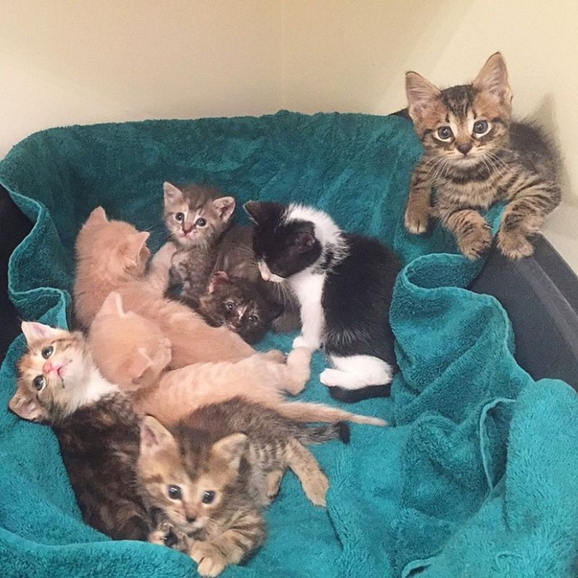 She saves kittens. The cutest job in the world She saves kittens. The cutest job in the world