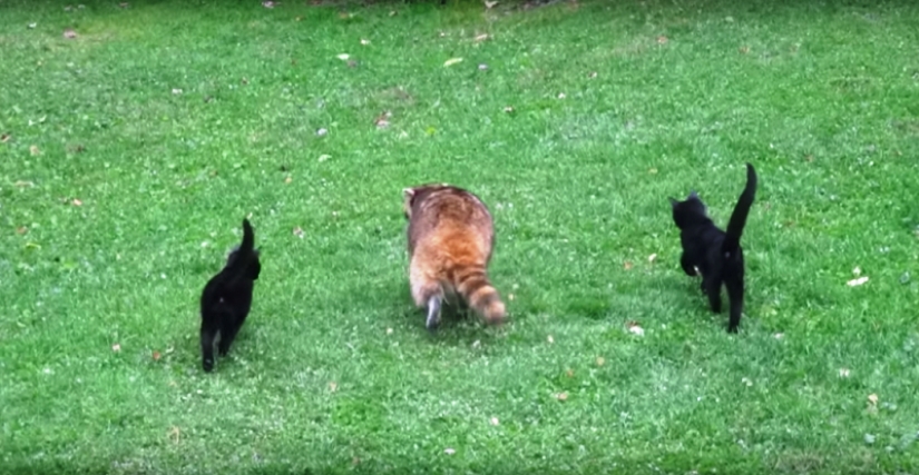 Si quieres vivir, aprende a girar: un mapache ciego contrató a dos guardaespaldas y pagó los servicios con comida