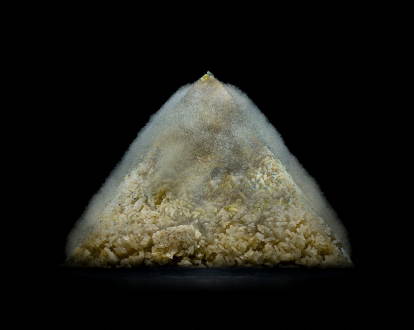 Sickeningly beautiful rotten food Sickeningly beautiful rotten food