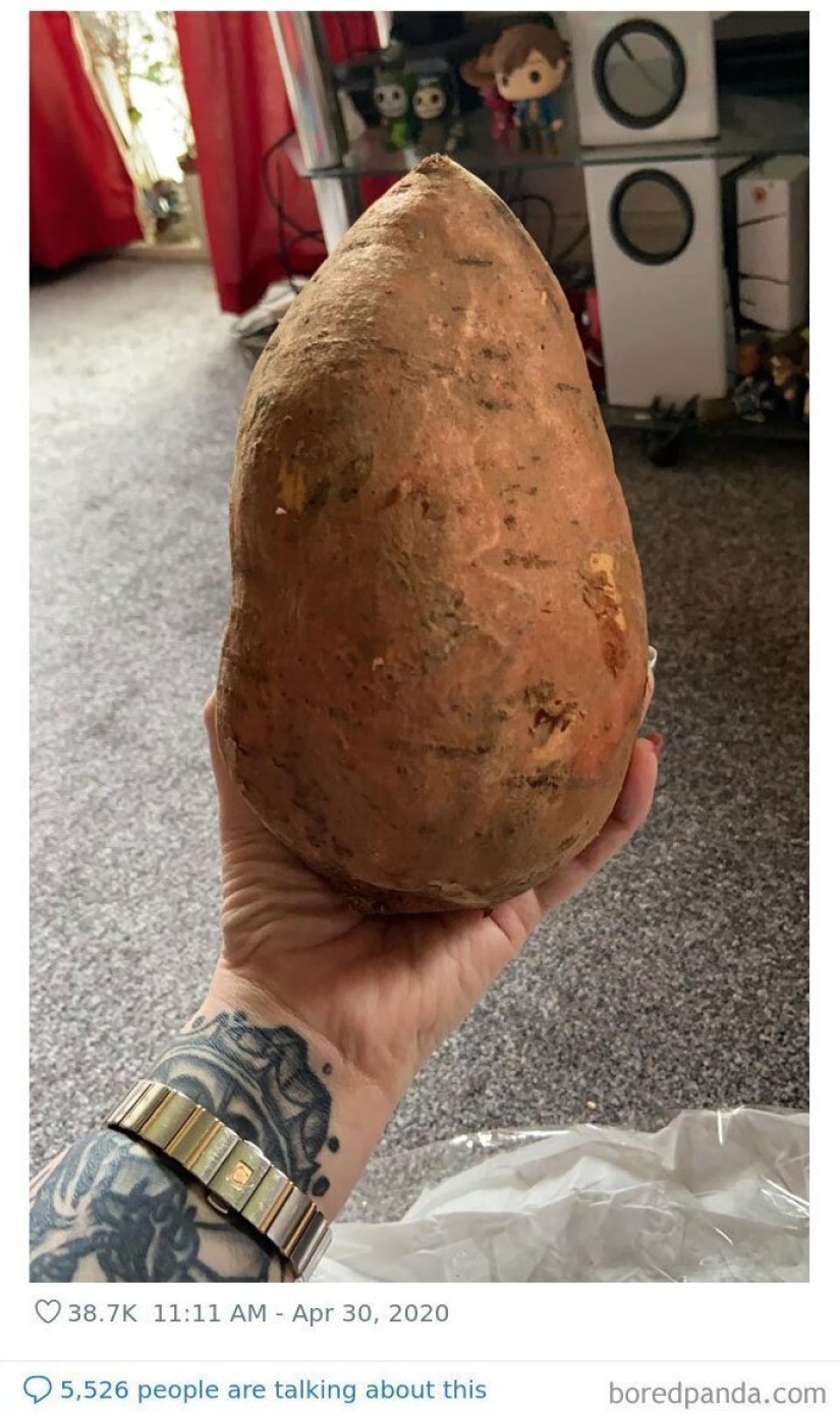 Size matters! 30+ examples, when couriers brought the giant fruits and vegetables Size matters! 30+ examples, when couriers brought the giant fruits and vegetables